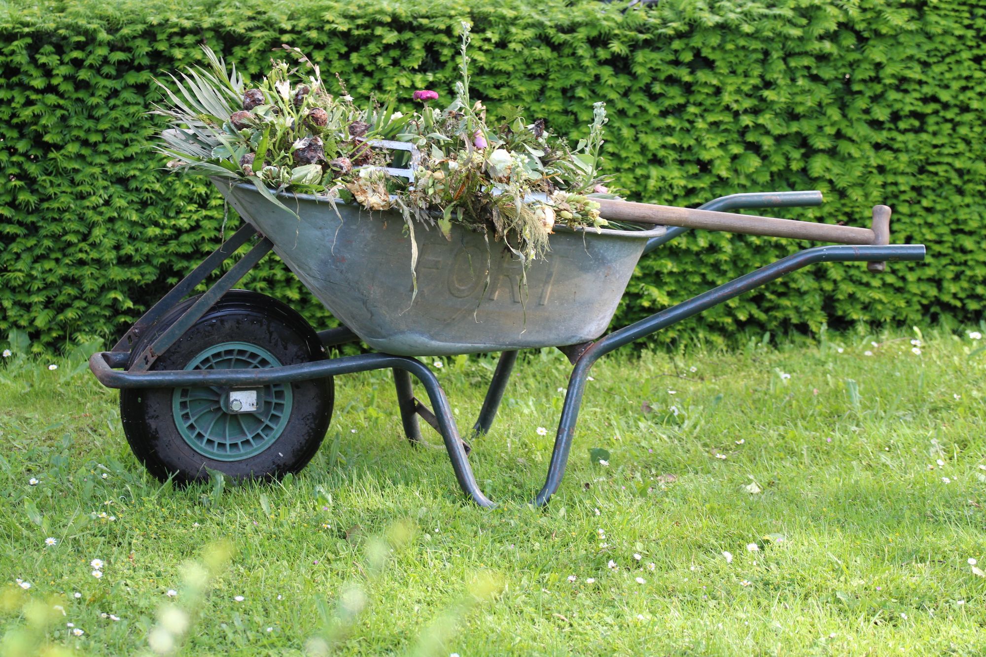 A wheelbarrow full of garden waste on a lawn